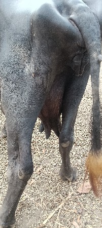 ભેંસ વેચવાની ની છે