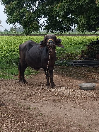 ભેંસ વેચવાની છે.પેલુવેતર