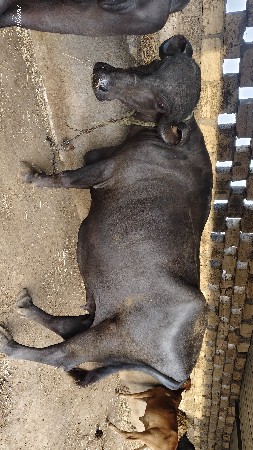 ભેસ