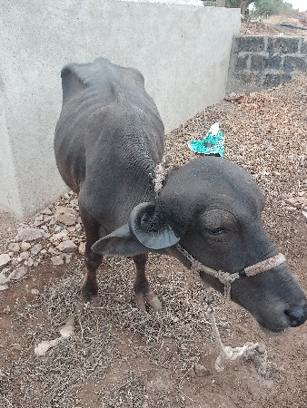 પાડી વેચવાની છે