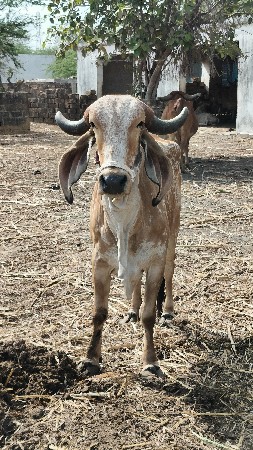હોડકિ સે પેલૂ વેતર