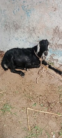 બકરીવેચવાનીછે