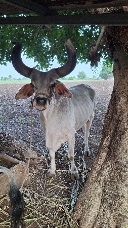5 ઘર સાવ સોજા