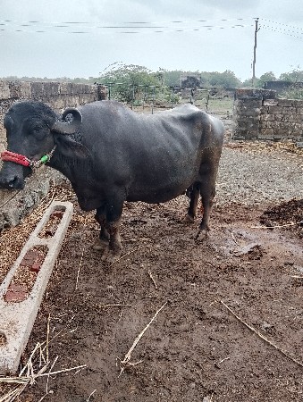 ભેંશ વેચવાની છે