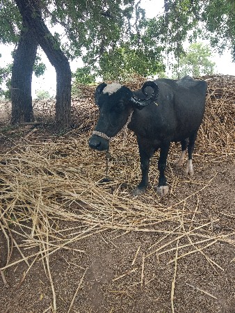 ખડેલી વેચવા ની છે