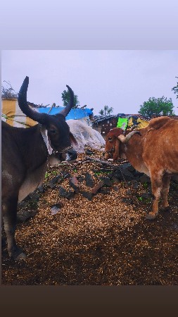 બે બળદ વેચવાના છે
