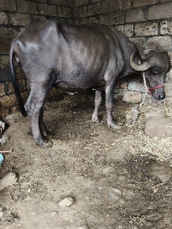 ભેંસ વેચવાની છે.