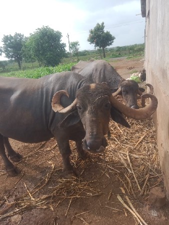 જવાબદારી ચારેય આસણ સાલુ