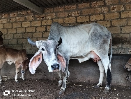 કકરેજ ગાય વેચવાની છે
