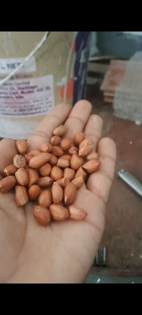 માંડવી નું બીયારણ