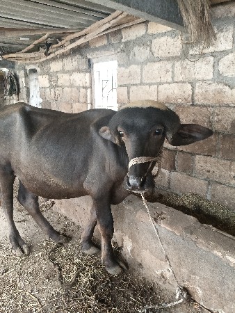 પાડો વેચવાનો છે