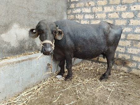 ભેસ વેચવાની છે