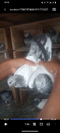 કેશોદ આવીને લય જવું પડશે