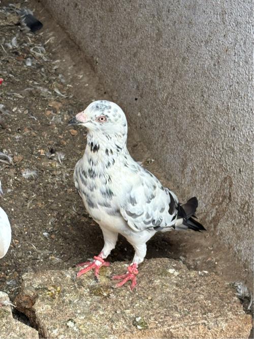 Kabootar