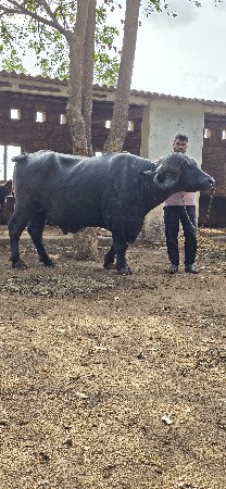 પાડો વેચવાનો છે