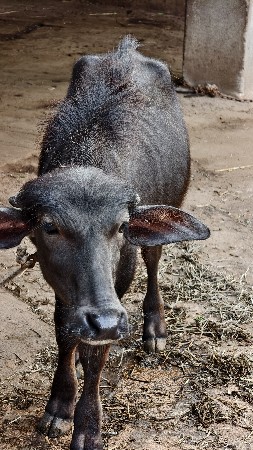 પાડી વેસ્વાની છે