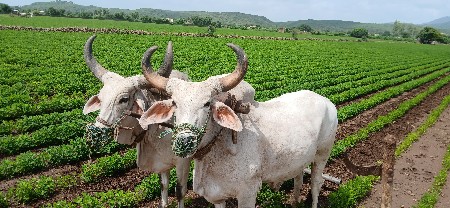 બદધ