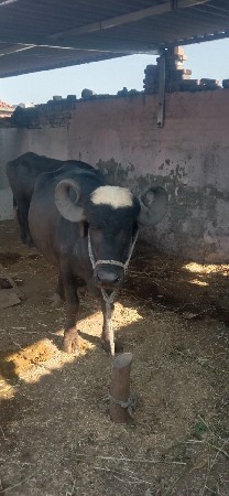 આ ભેંસ વેચવાની છે