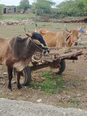 જામનગર જિલ્લો ભાણો તાલુકો