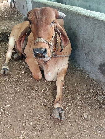 હોળકી વેચવાની છે