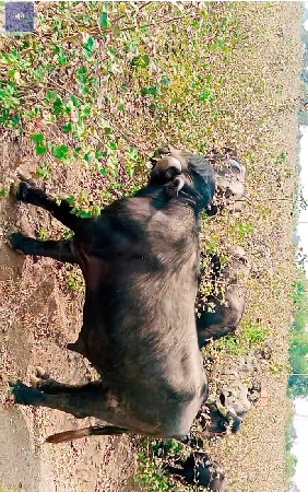 આપાડો વેચવાનો છે