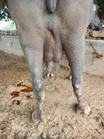 ભેંશ વેચવાની છે