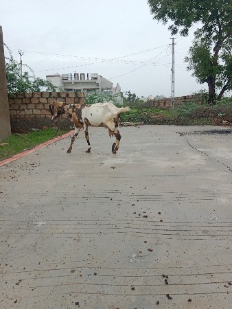 બકરી