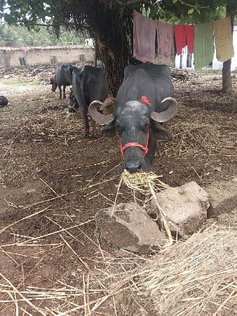 1 વેતર ની ખડેલી દેવાની  છે