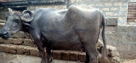 વેશવની સે