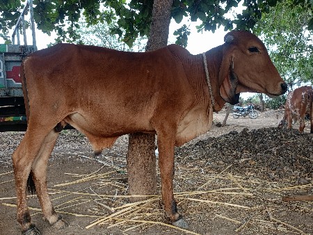 દેસીવાસડો