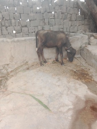 વેચવાનો છે