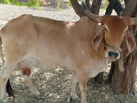 આ ગાય મફત આપી દેવાની છે