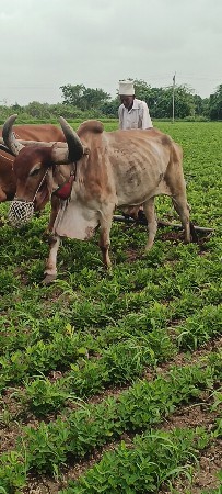 ડાબી બાજુએ હલે