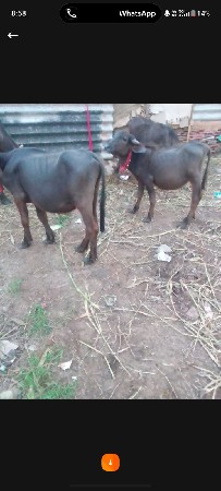 kutiya
