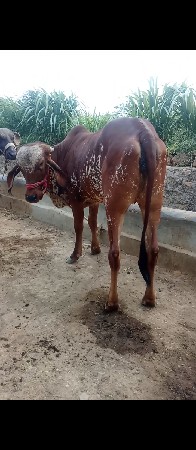 hodki vechvani che