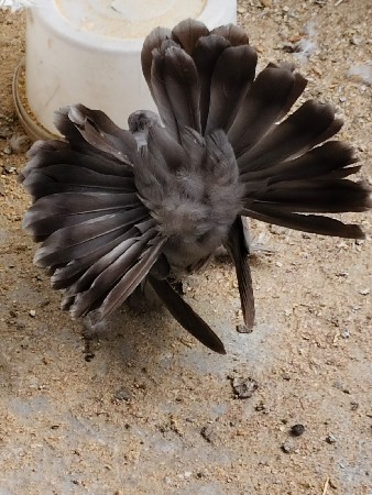 1 જોડી