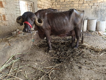 ભેંશ દેવાની છૅ.