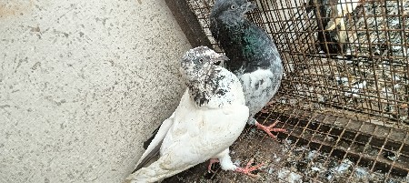 કબુતર ની જોડી વેચવાની છે ઉડાનના છે