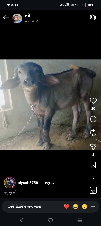 પાડી