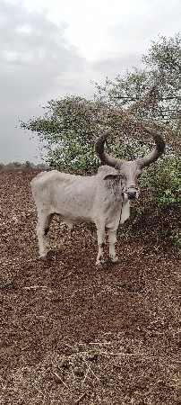 બળદ વેચવાના છે