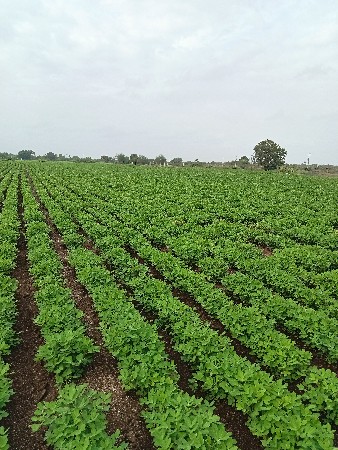 ખેતી ની જમીન વેચવાની છે