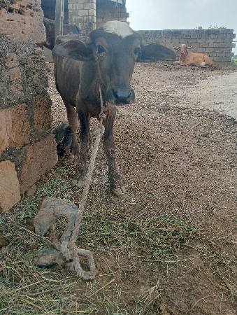 આ