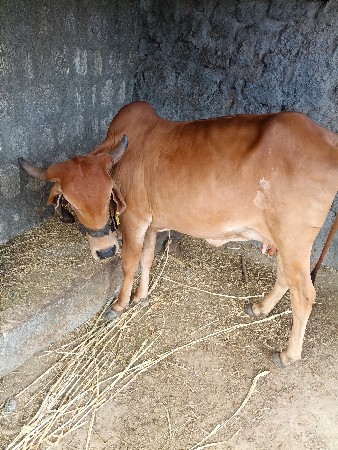 ગાય વેચવાની છે
