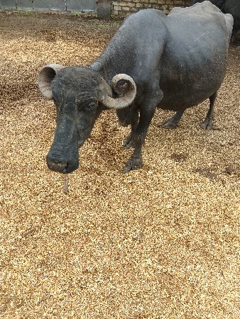 3 વેતર છે