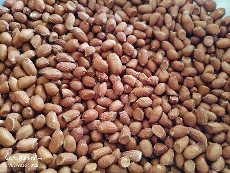 માંડવી G22