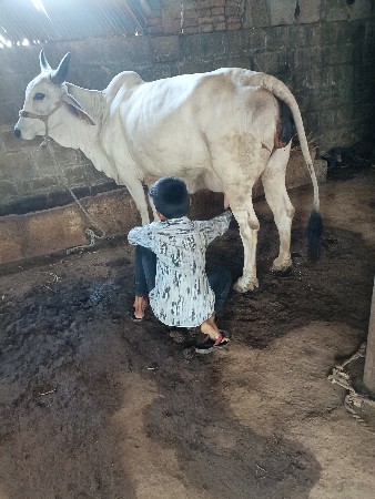 ગાય વેચવાની છે