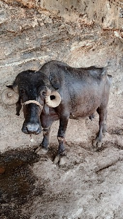 ભેંસ વેચવાની છે