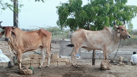 ગોધલા વેચવા ના છે