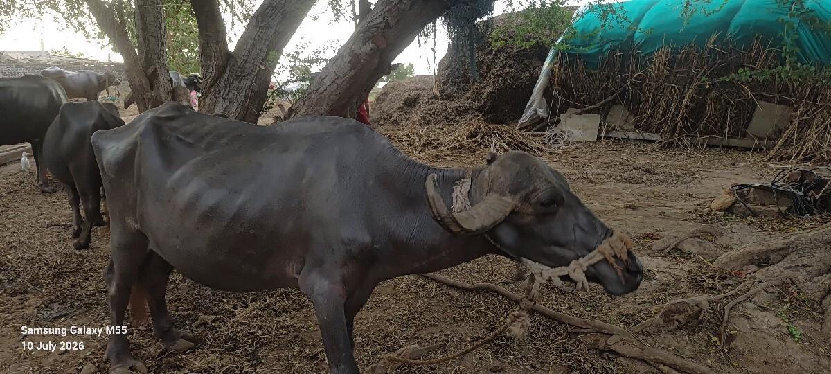 ખડેલુ  વેચવાનુ છે