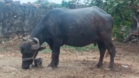 ભેંશ વેચવાની 4વેતર